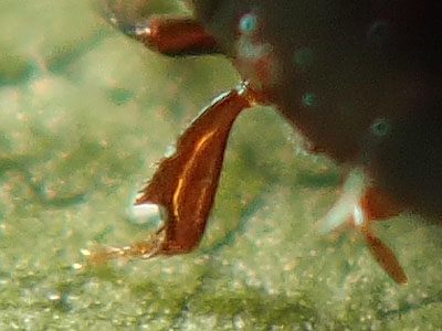 Hydrophilidae: Megasternum concinnum